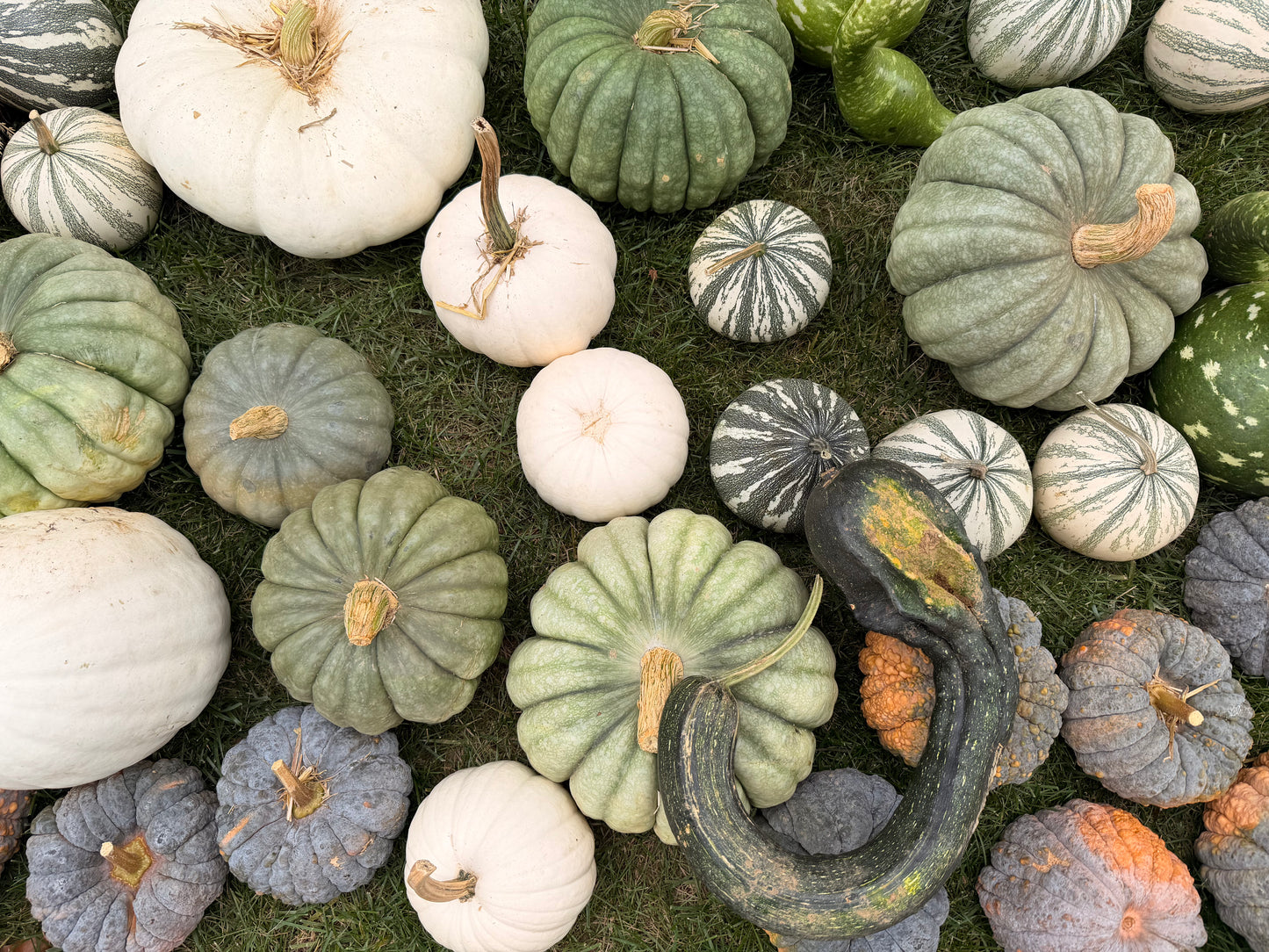 Game Day Green - with Cornstalks & 'Football Pumpkin'